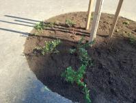 Imagine atasata: 20260227_131823.jpg